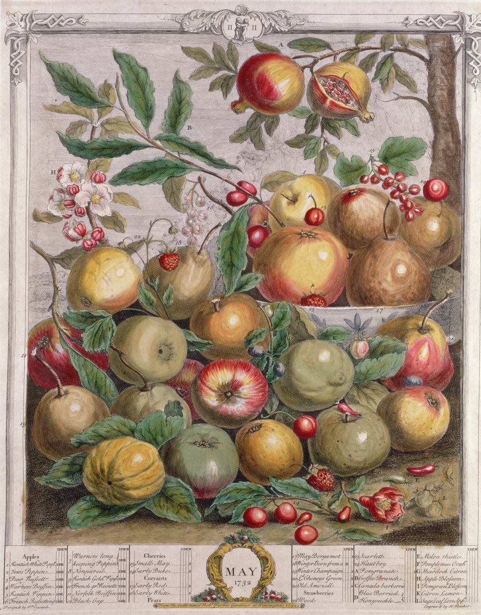 mai, fra "Twelve Months of Fruits", av Robert Furber (ca. 1674-1756) gravert av Henry Fletcher, 1732 (fargegravering) av Pieter Casteels