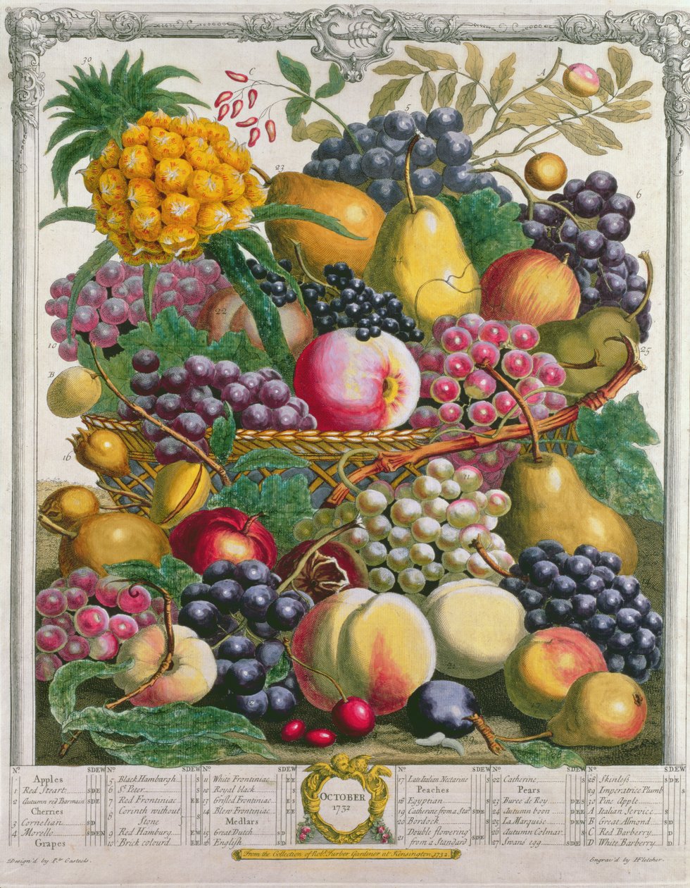 oktober, fra "Twelve Months of Fruits", av Robert Furber (ca. 1674-1756) gravert av Henry Fletcher, 1732 (fargegravering) av Pieter Casteels