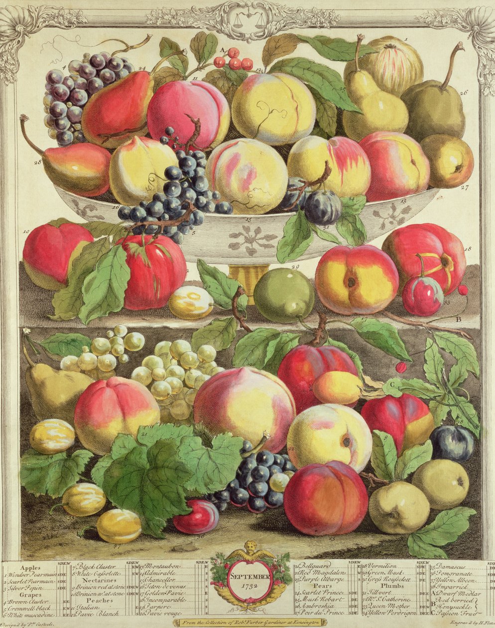 september, fra "Twelve Months of Fruits", av Robert Furber (ca. 1674-1756) gravert av Henry Fletcher, 1732 (fargegravering) av Pieter Casteels