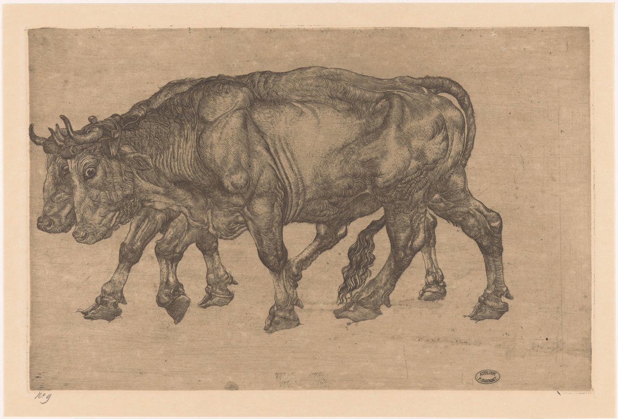 to okser av Pieter Dupont