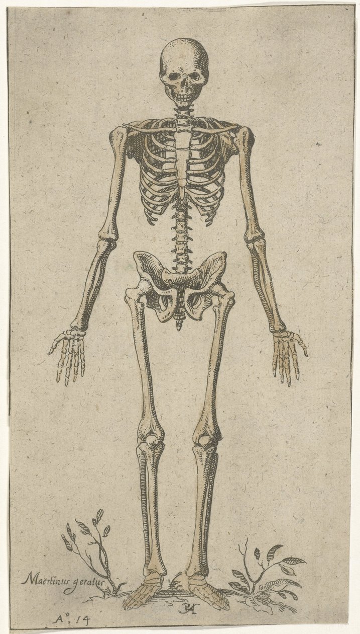 Hannskjelett, sett forfra Anatomiske studier (serietittel) av Pieter Feddes van Harlingen