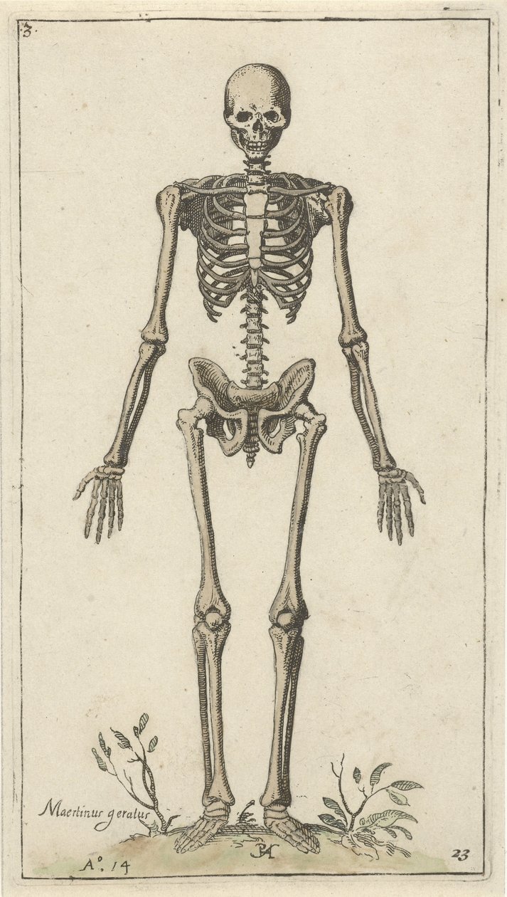 Mannlig skjelett, sett forfra Anatomical Studies (serietittel) av Pieter Feddes van Harlingen