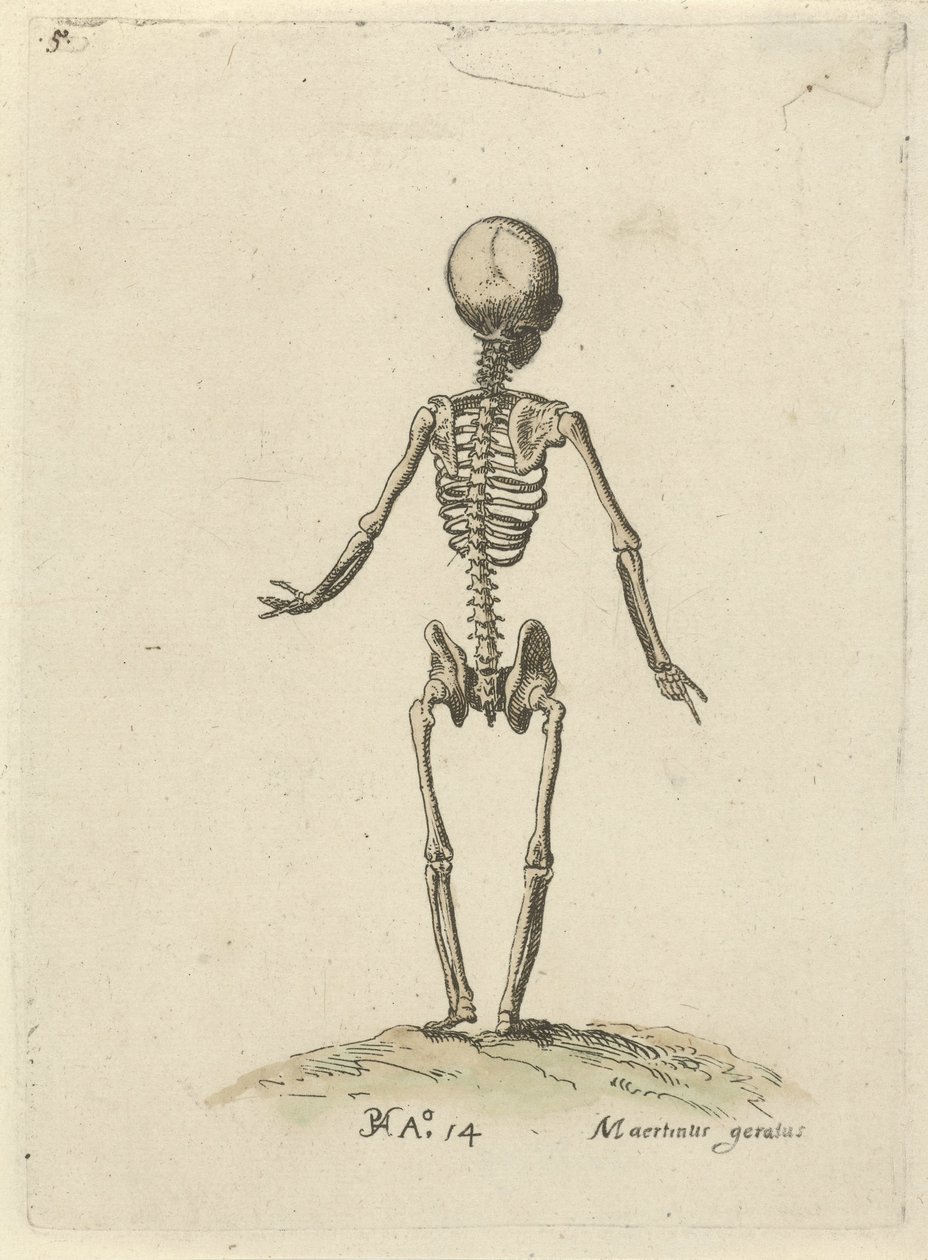 Skjelett, sett bakfra Anatomiske studier (serietittel) av Pieter Feddes van Harlingen