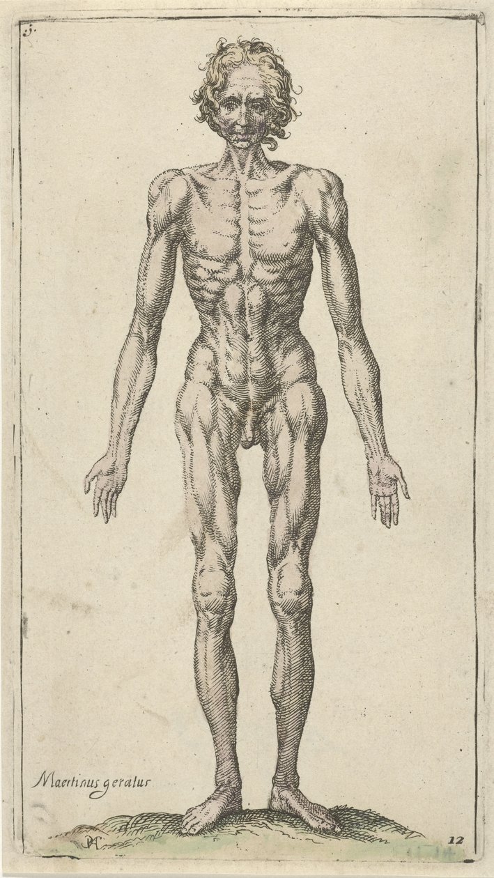 Study of a Nude Man Anatomical Studies (serietittel) av Pieter Feddes van Harlingen