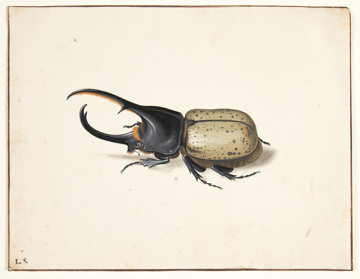 I herkulesbille (dynastes hercules) av Pieter Holsteijn