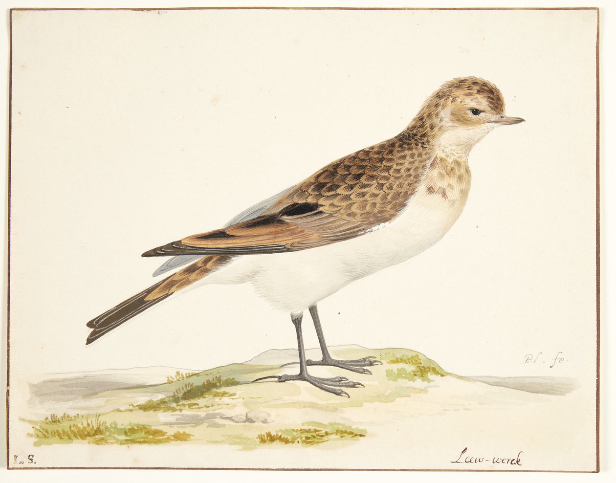 En sanglerke (alauda arvensis) av Pieter Holsteijn