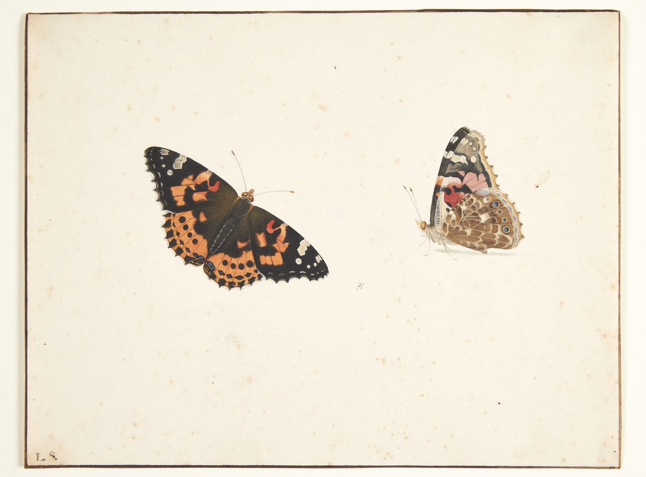To studier av en tistel (vanessa cardui l.) av Pieter Holsteijn