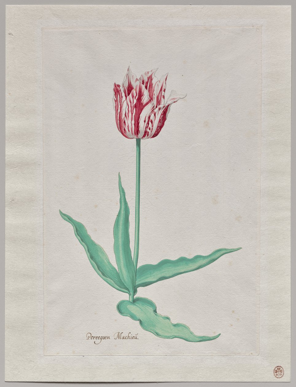 Studie av en tulipan (Perregoen Machieu) av Pieter Holsteyn II