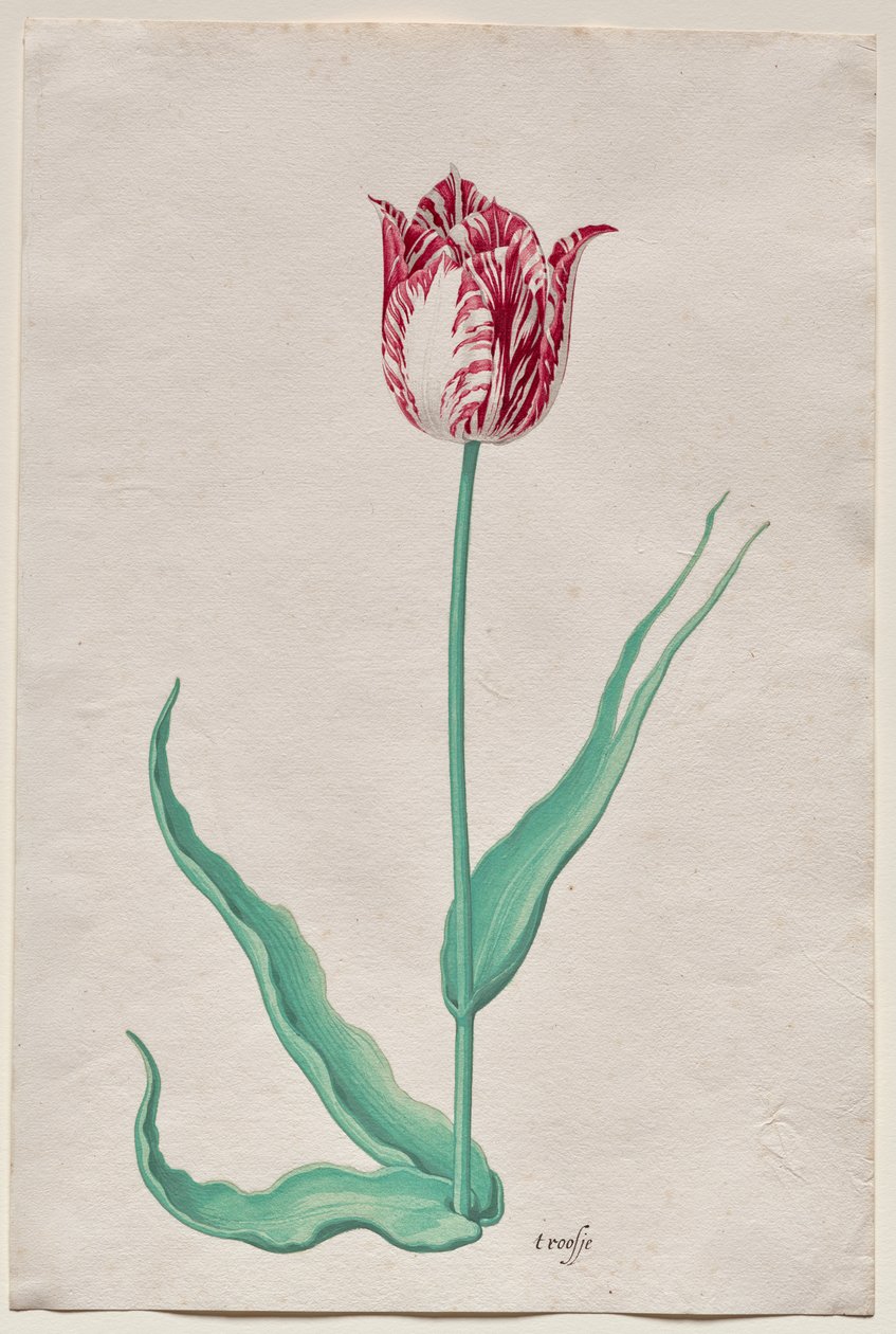 Study of a Tulip (