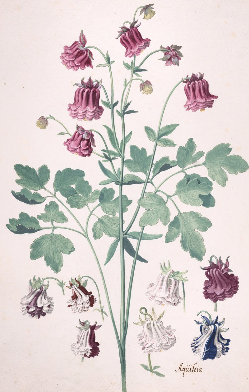 A Columbine or Granny