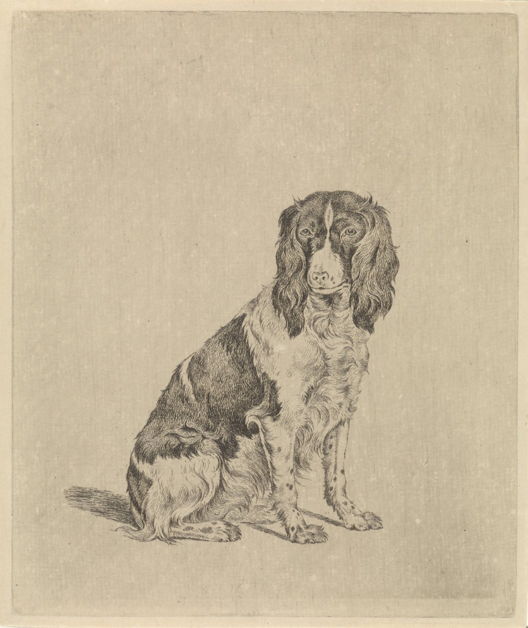 Sittende rapphønehund av Pieter Janson