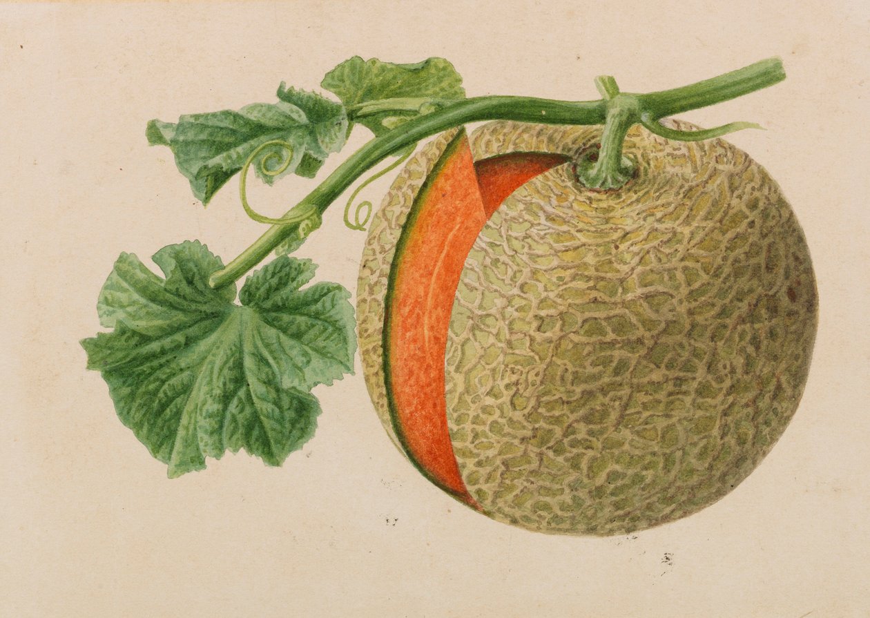 Originaler fra hagebruk og arboriculture publikasjoner, 1878-1881. av Pieter Joseph de Pannemaeker