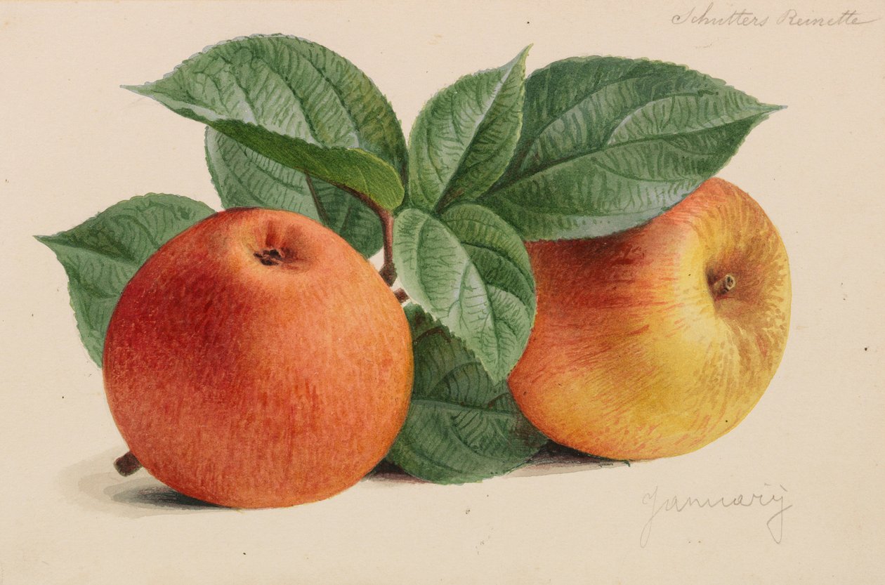 Originaler fra hagebruk og arboriculture publikasjoner, 1878-1881. av Pieter Joseph de Pannemaeker