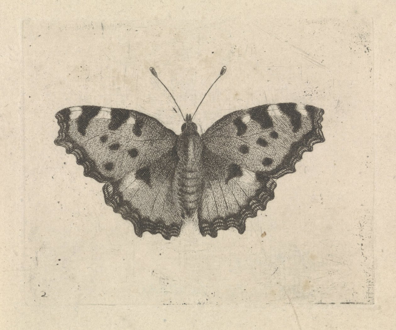 Sommerfugl av Pieter Lyonet