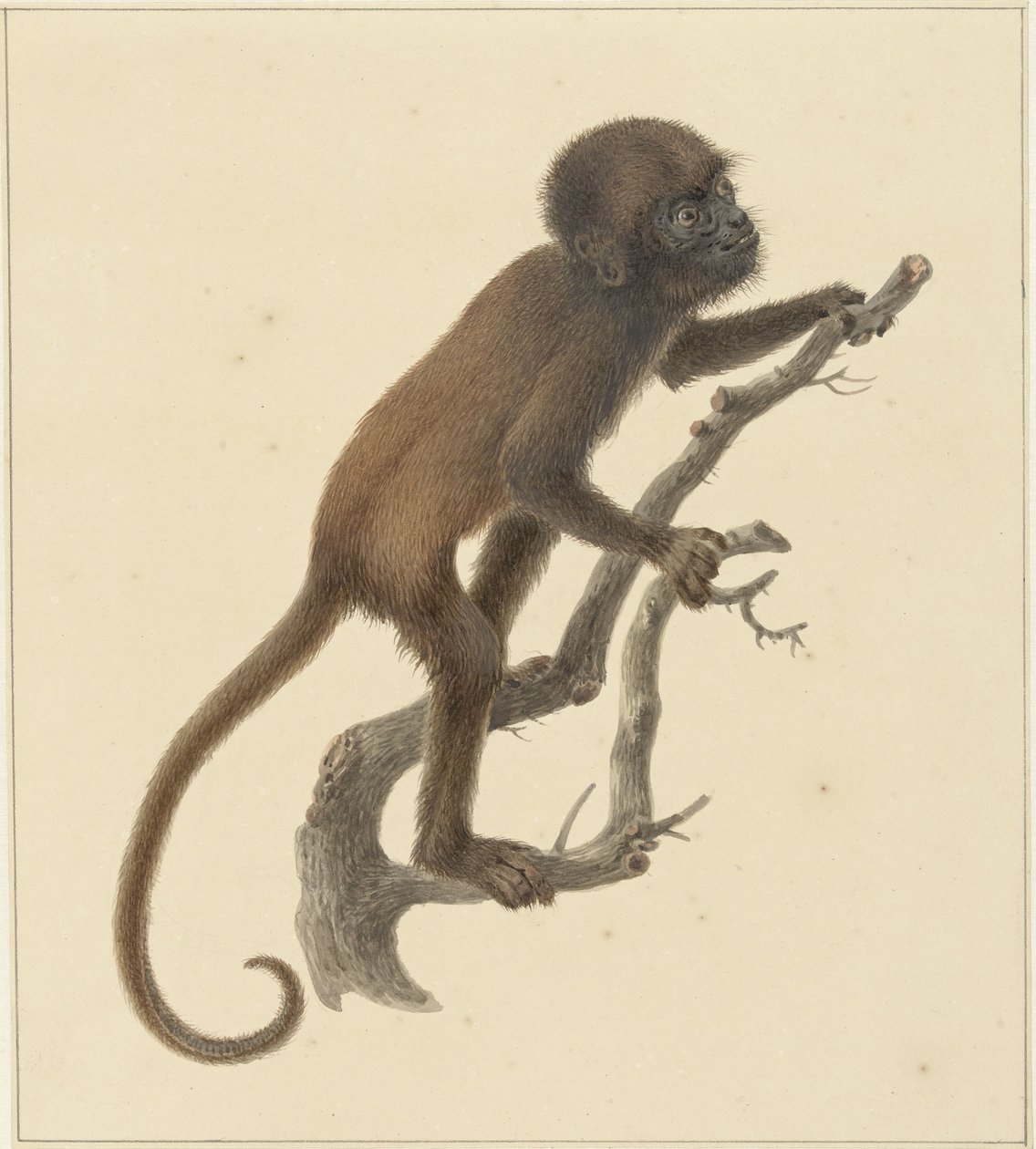 ape av Pieter Pietersz. Barbiers