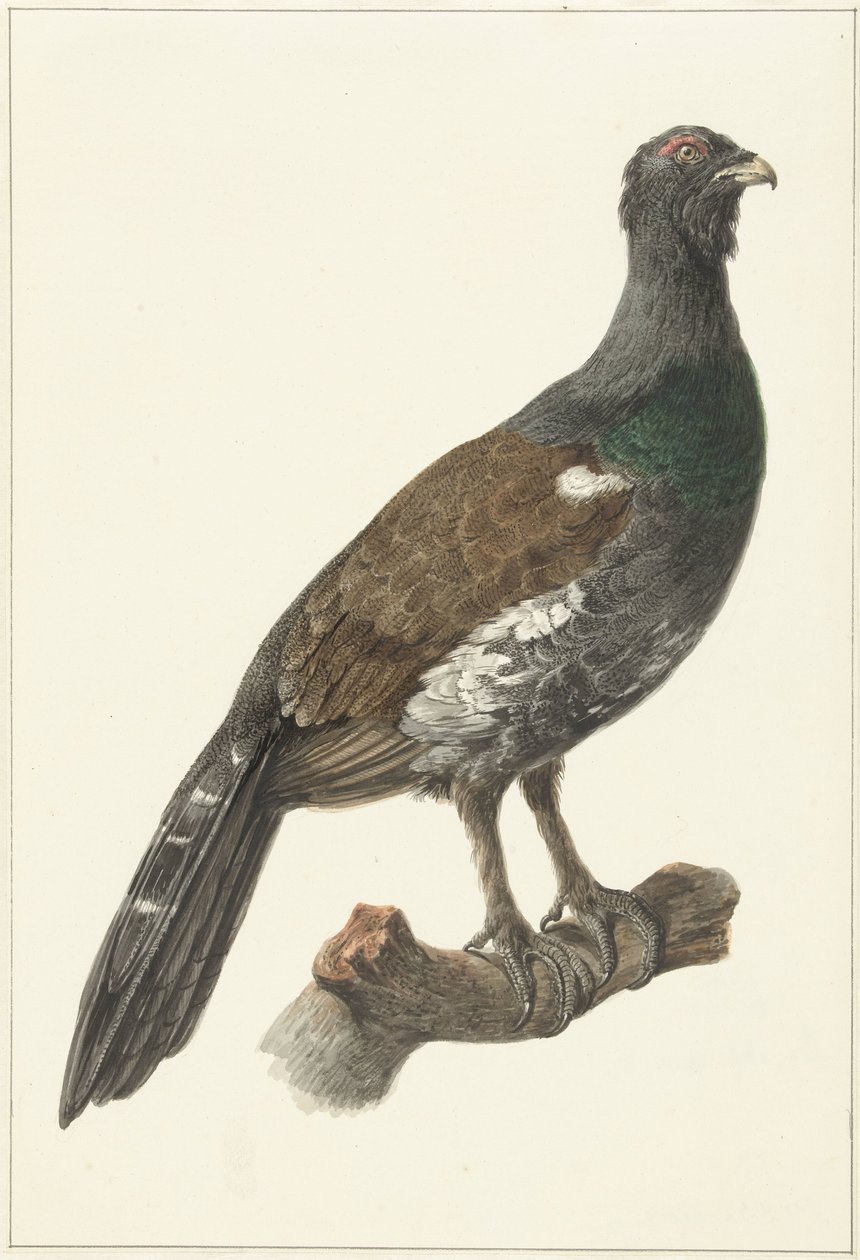 Auerhaan av Pieter Pietersz. Barbiers
