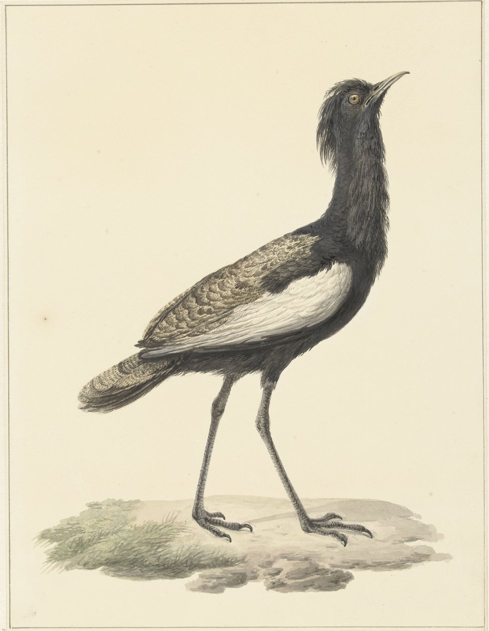 Bardatrap (Eupadatis bengalensis / Haubropsis bengalensis) av Pieter Pietersz. Barbiers