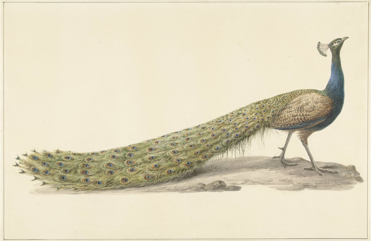 blå påfugl av Pieter Pietersz. Barbiers
