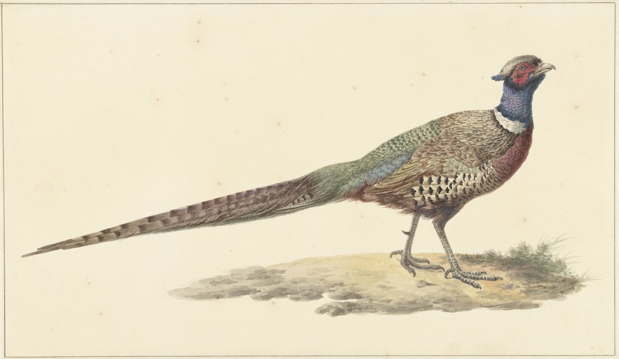 Fasan av Pieter Pietersz. Barbiers
