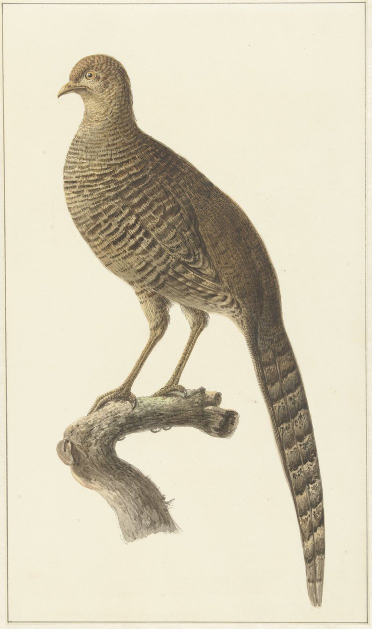 Goudfazant, høne av Pieter Pietersz. Barbiers