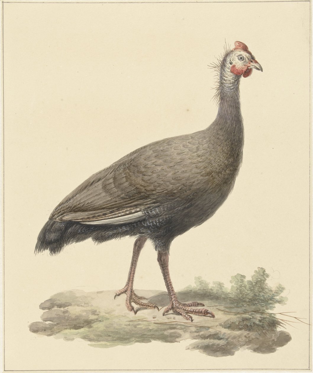 Helmparelhoen av Pieter Pietersz. Barbiers