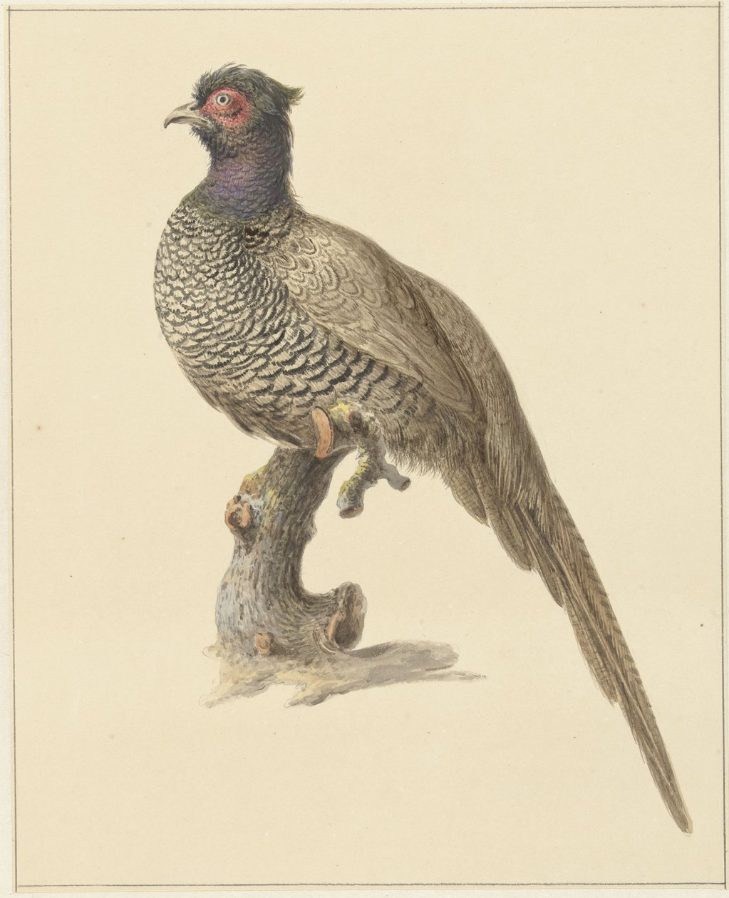 Jakt fasan av Pieter Pietersz. Barbiers
