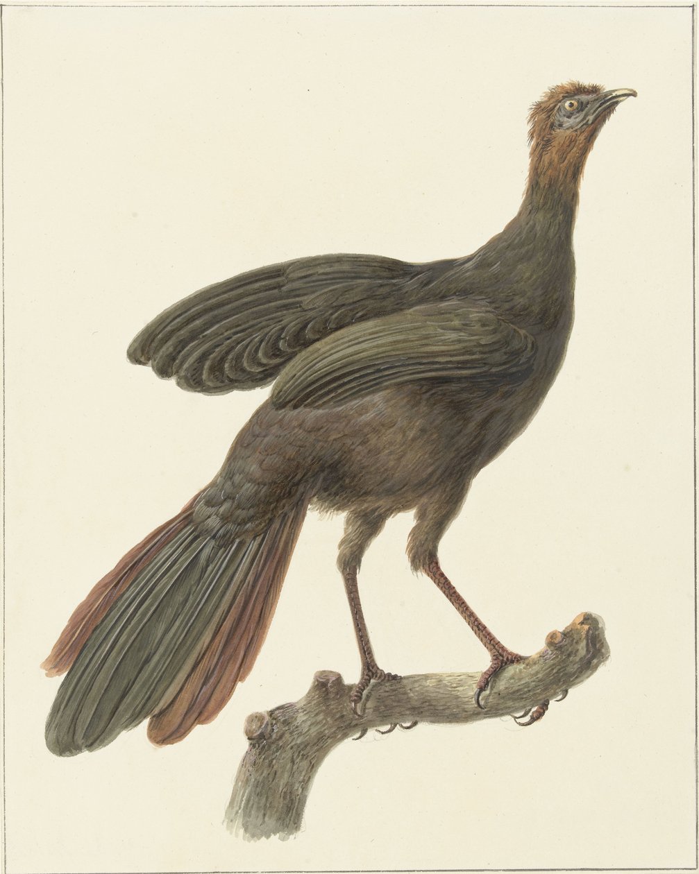 Kuifsjakohoen (Penelope purpurascens) av Pieter Pietersz. Barbiers