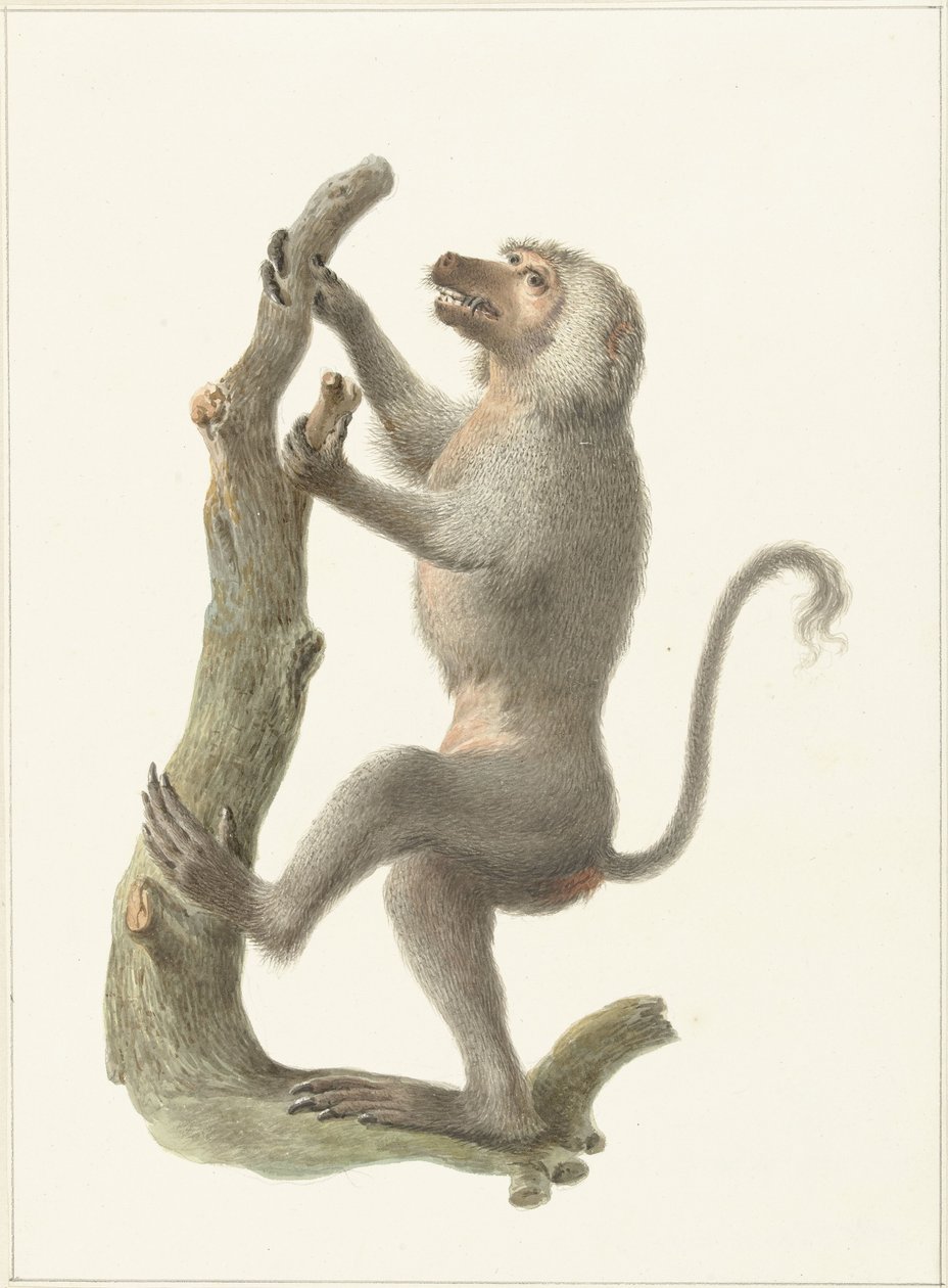 mantel bavian av Pieter Pietersz. Barbiers