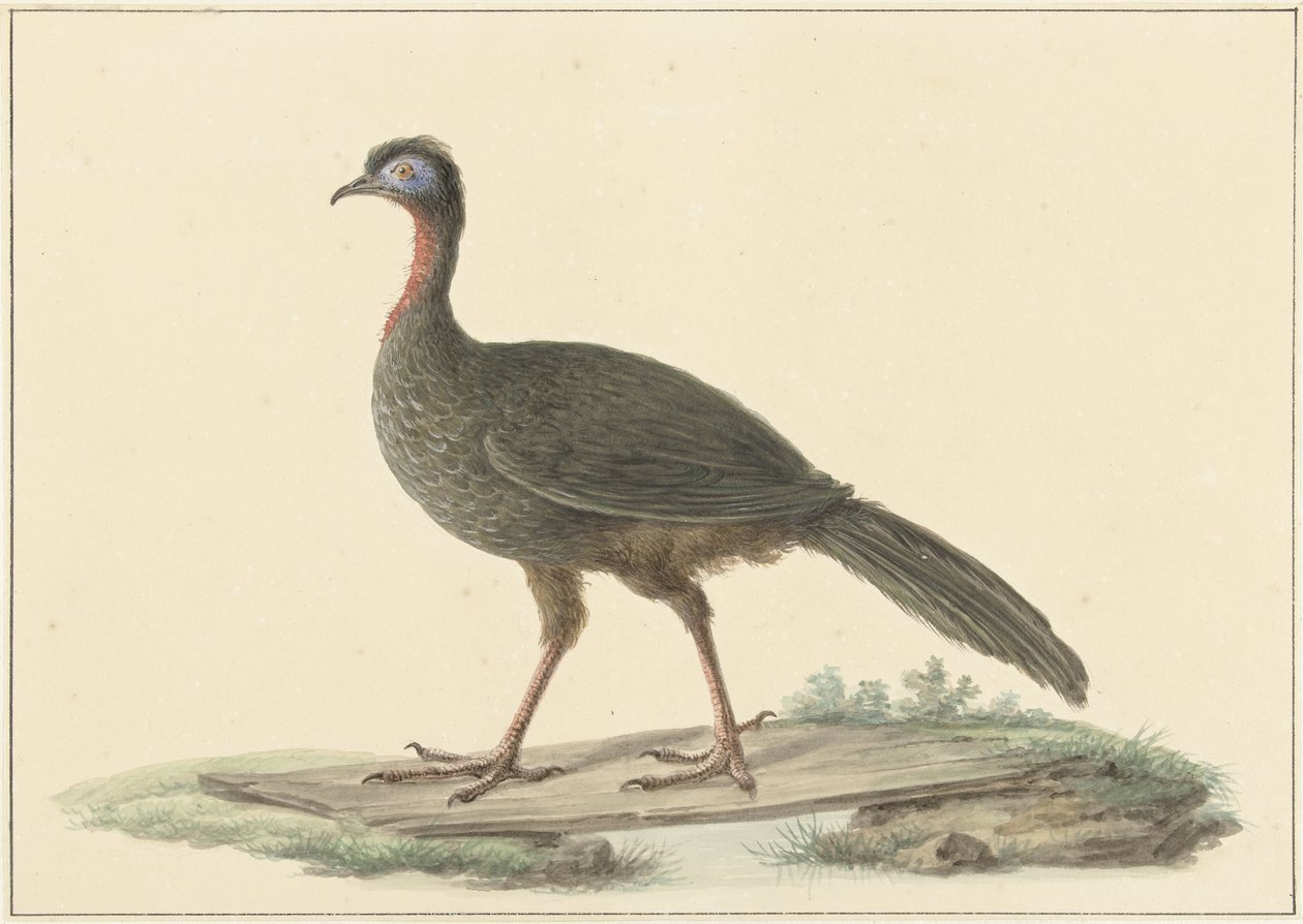 Marailsjakohoen (Penelope marail) av Pieter Pietersz. Barbiers