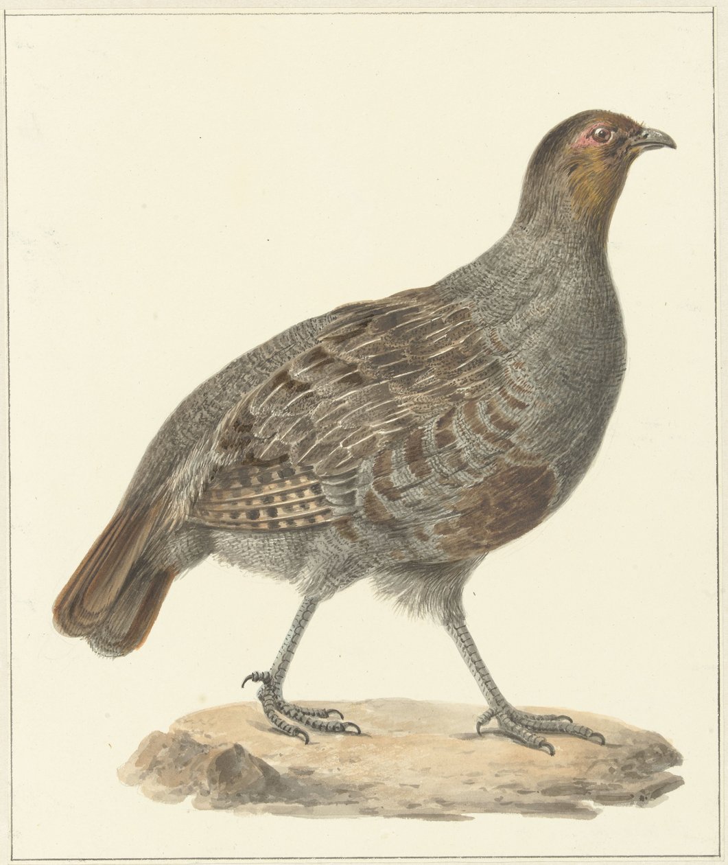 Rapphøne av Pieter Pietersz. Barbiers