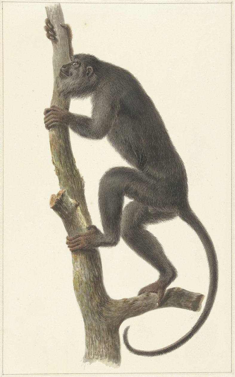 Svart brøleape (Paraguay) av Pieter Pietersz. Barbiers
