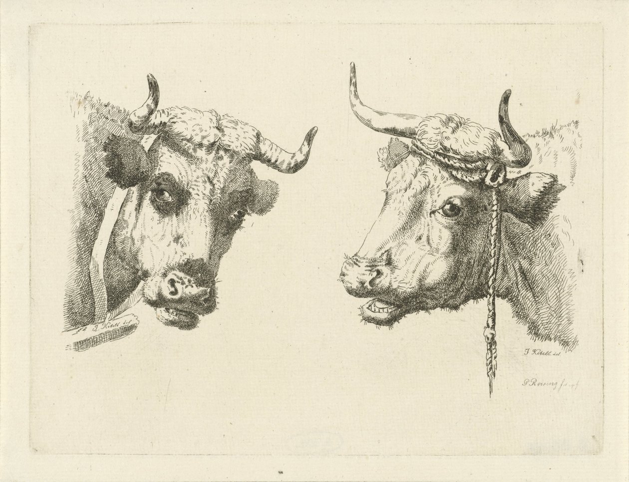 To kuhoder av Pieter Roosing