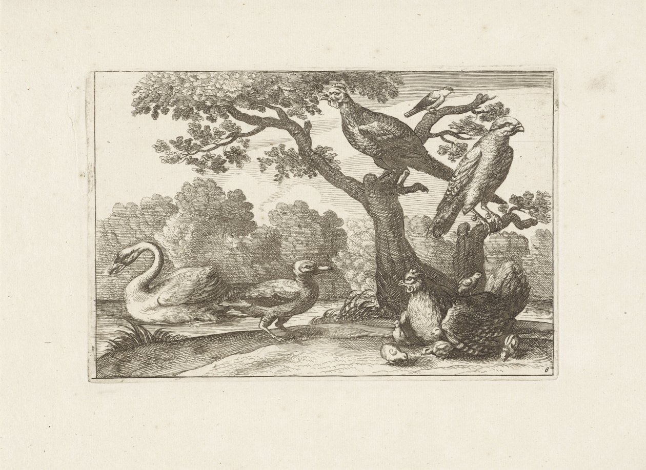 Kip med kuikens og andre fugler Forskjellige fugler (serietittel) De mest perfekte figurene til forskjellige fugler (...) (serietittel) av Pieter Schenk (I) (attributed to)