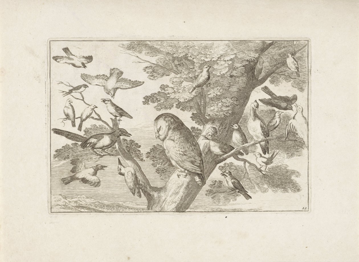 Uil en andre fugler i boom Forskjellige fugler (serietittel) De mest perfekte figurene til forskjellige fugler (...) (serietittel) av Pieter Schenk (I) (attributed to)