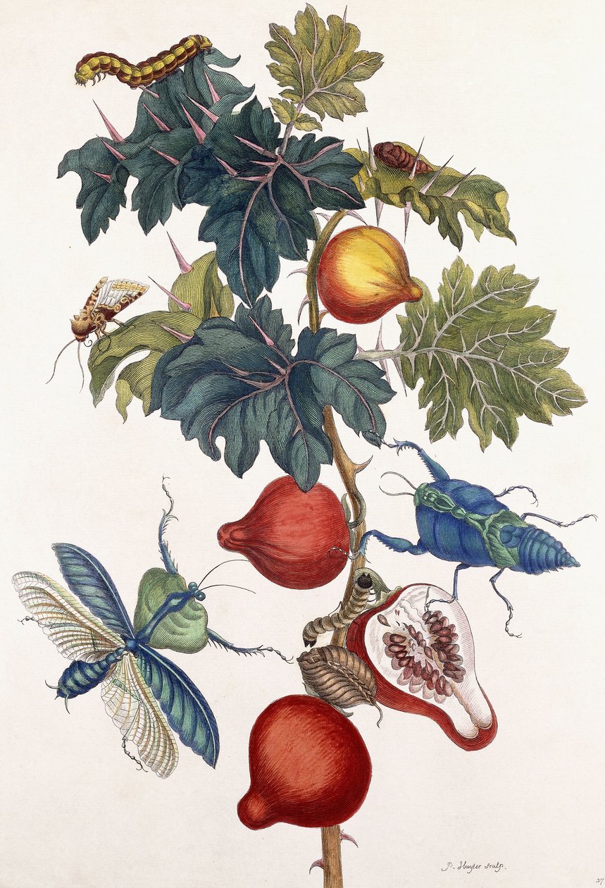 Metamorfose av forskjellige insekter, 1726 av Pieter Sluiter or Sluyter