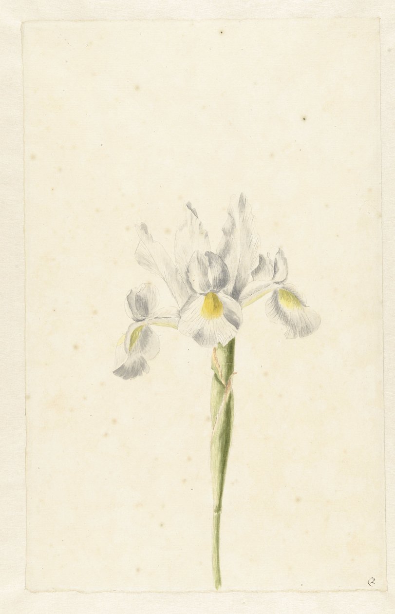 Hvit iris (Iris albicans) av Pieter Withoos (circle of)