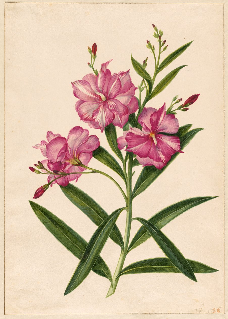  av Pieter Withoos