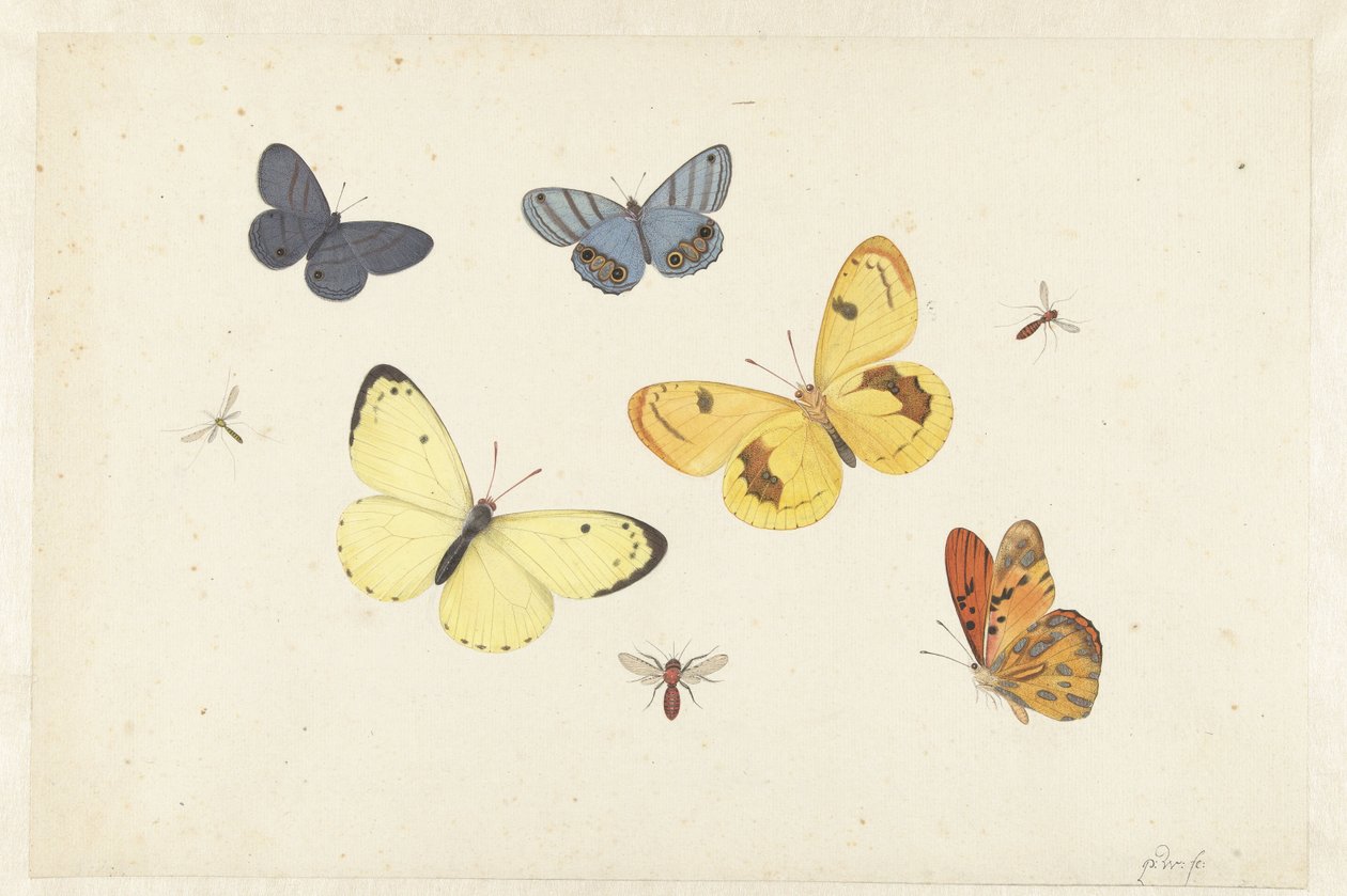 Studieark med fem sommerfugler, en veps og to fluer Ark med fem sommerfugler, en veps og to fluer av Pieter Withoos