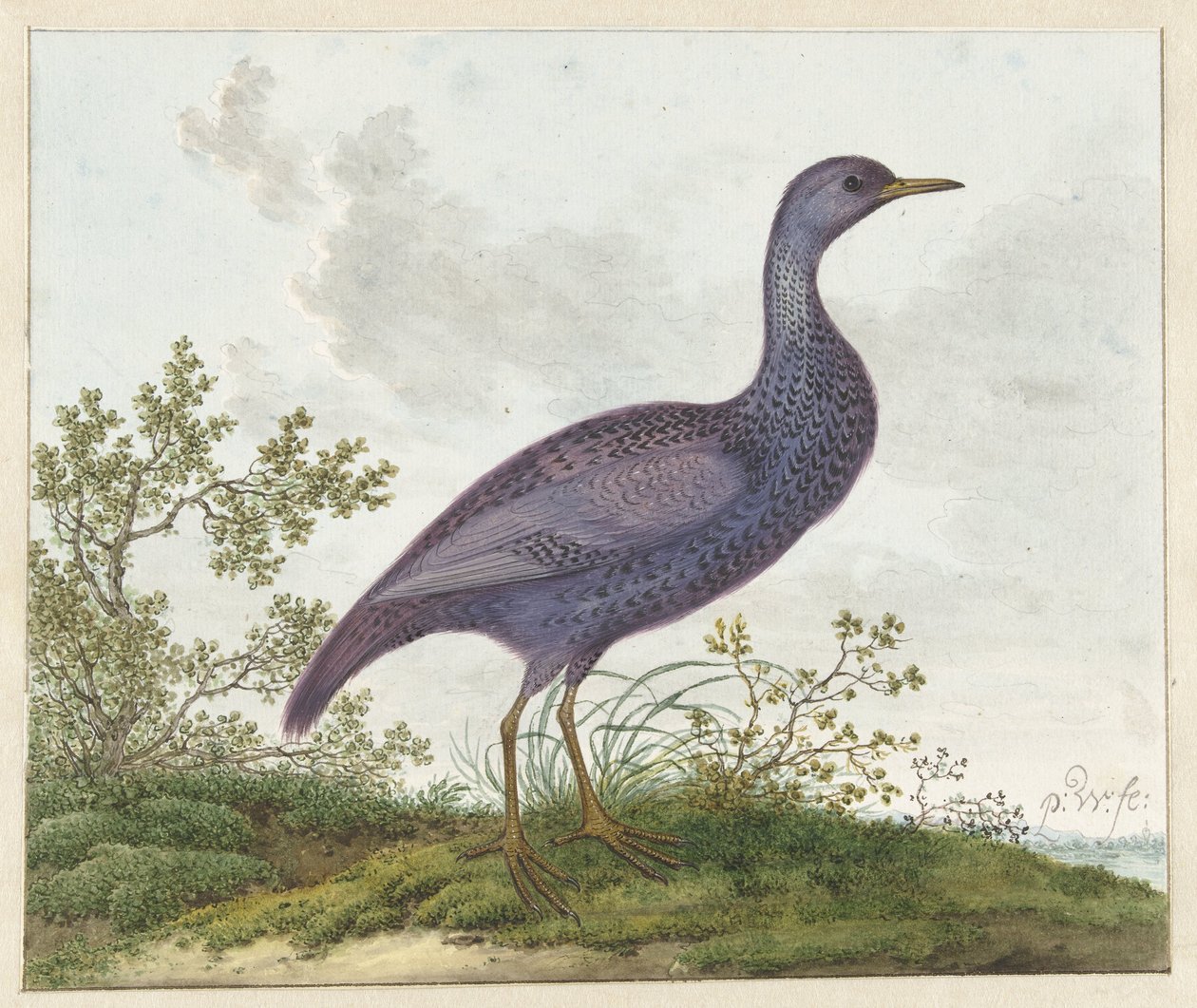 Spotted Crake (Porzana porzana) ? av Pieter Withoos