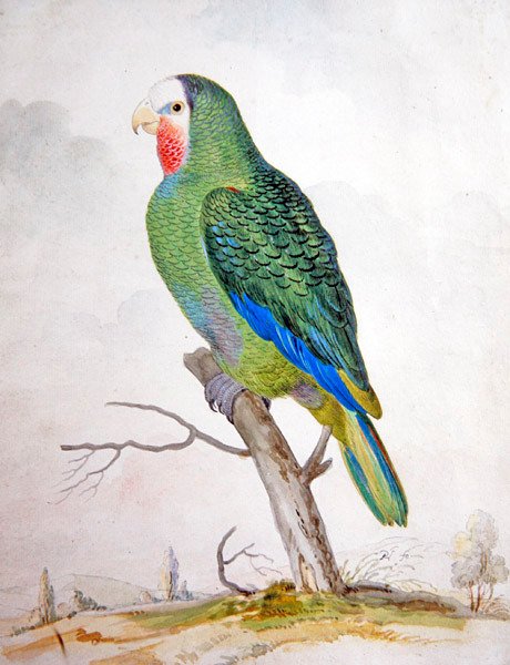 En papegøye i et landskap (gouache over penn og svart blekk) av Pieter the Younger Holsteyn
