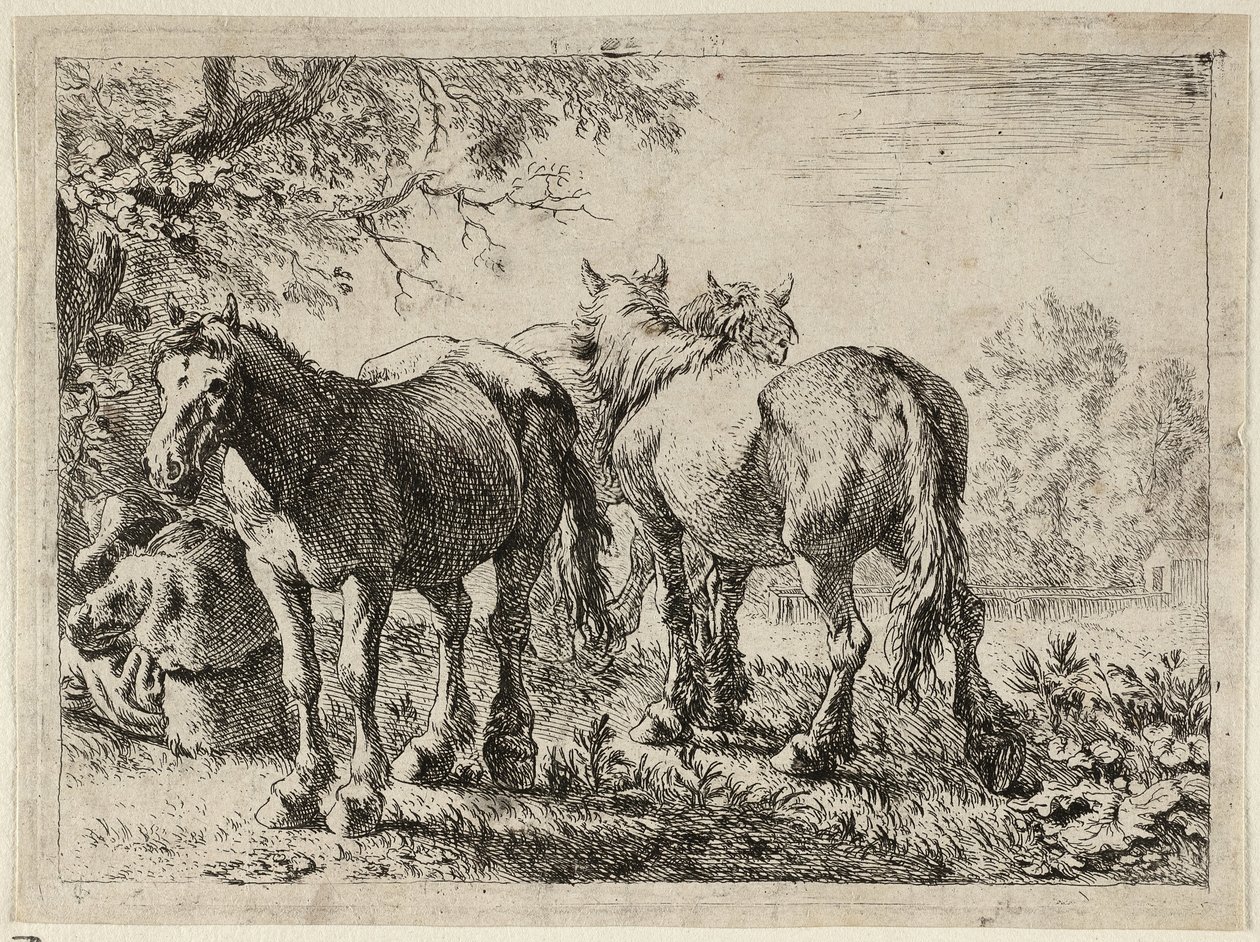  av Pieter van Laer