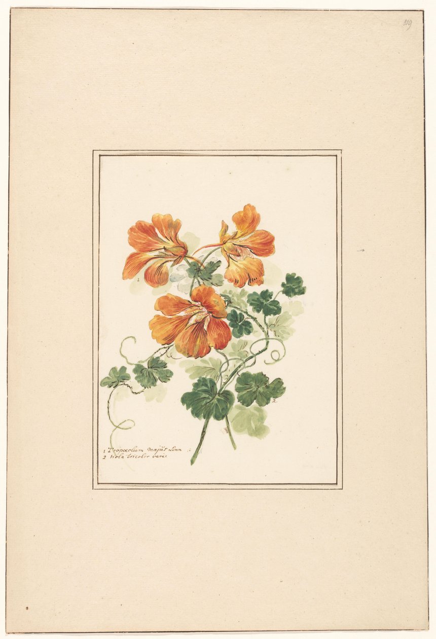 Grener av en Tropaeolum og en fiolett av Pieter van Loo (attributed to)