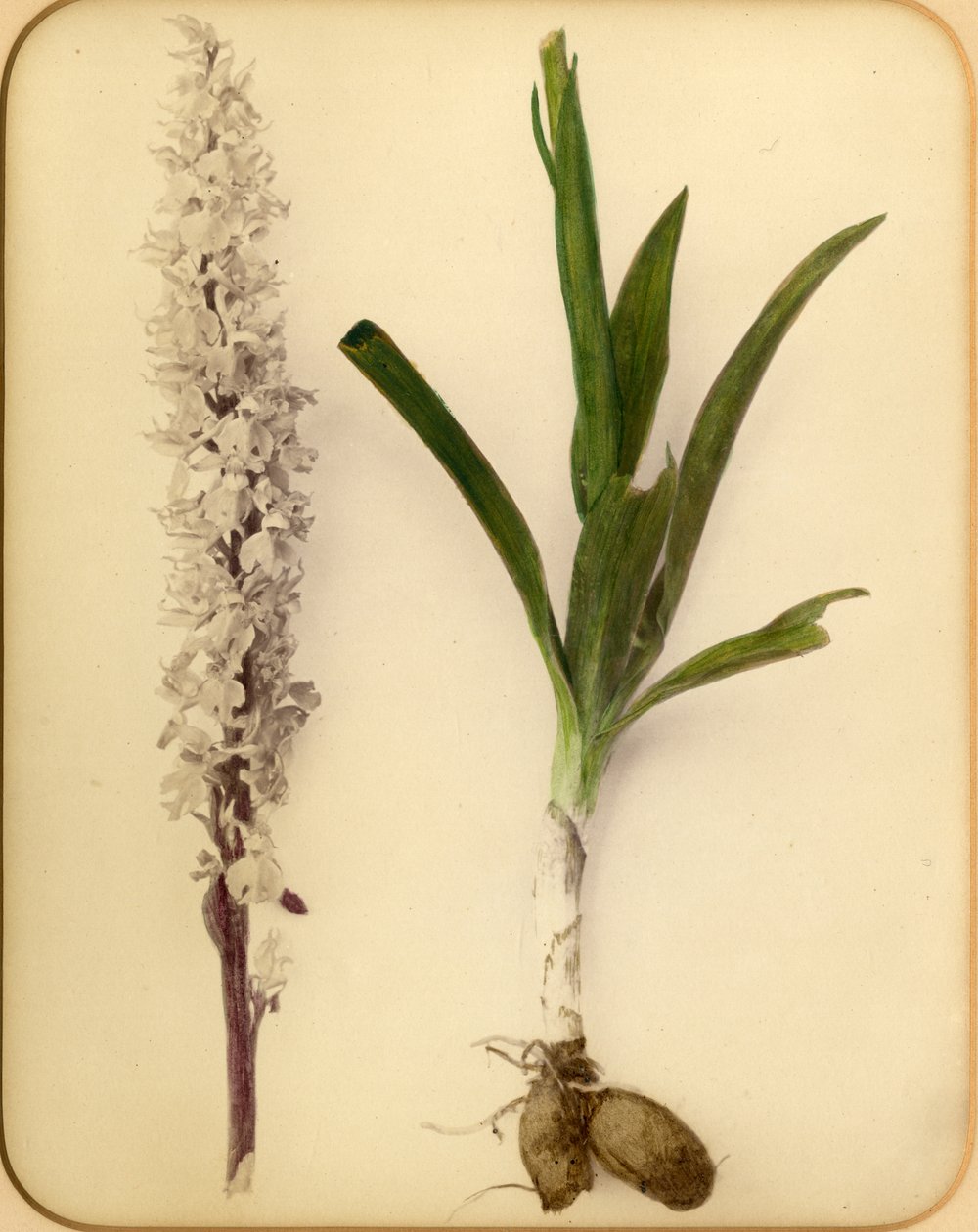 Blomst og løk, 1870-tallet (albumintrykk) av Pietro Guidi