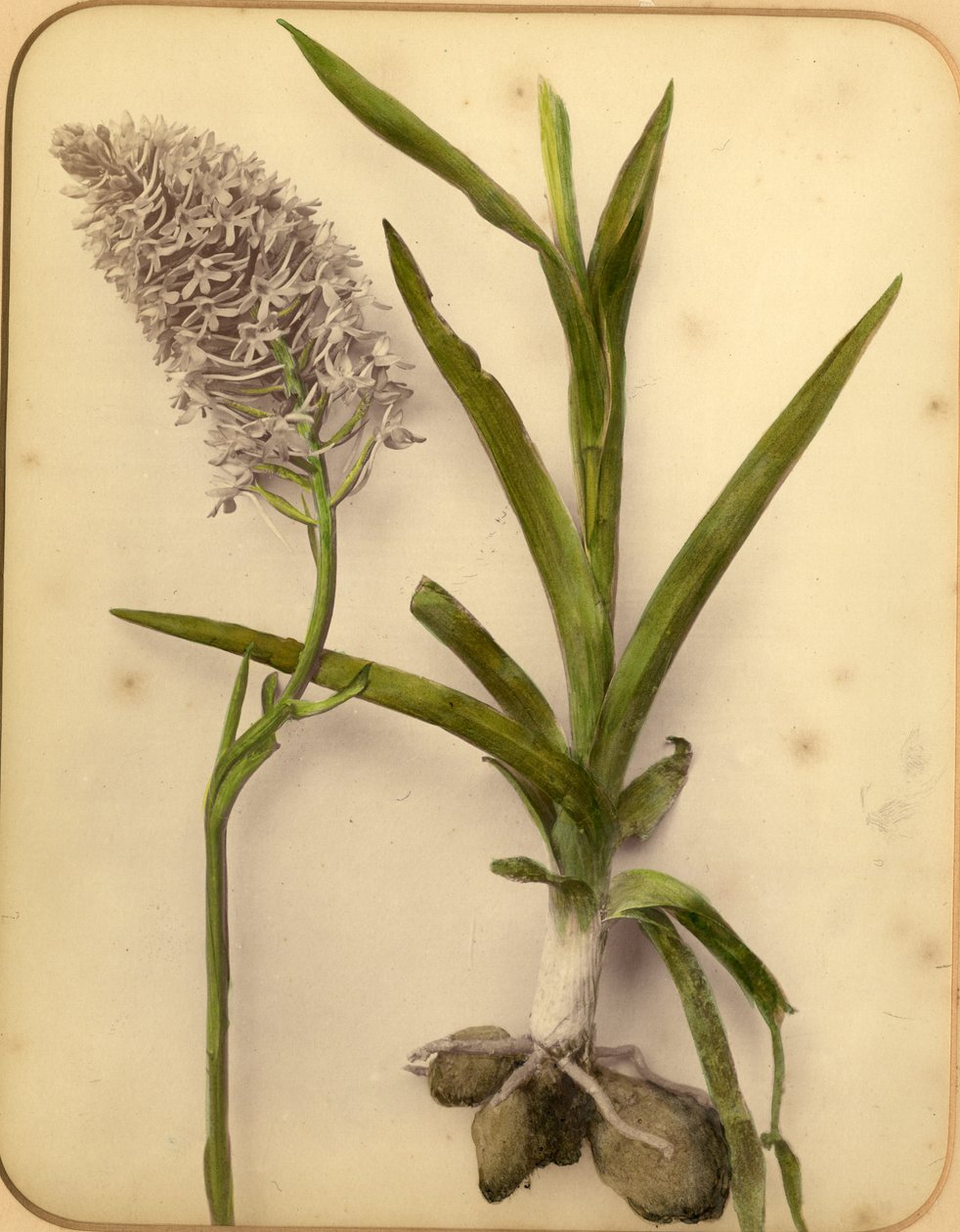 Blomster og løk, 1870-tallet (albumintrykk) av Pietro Guidi