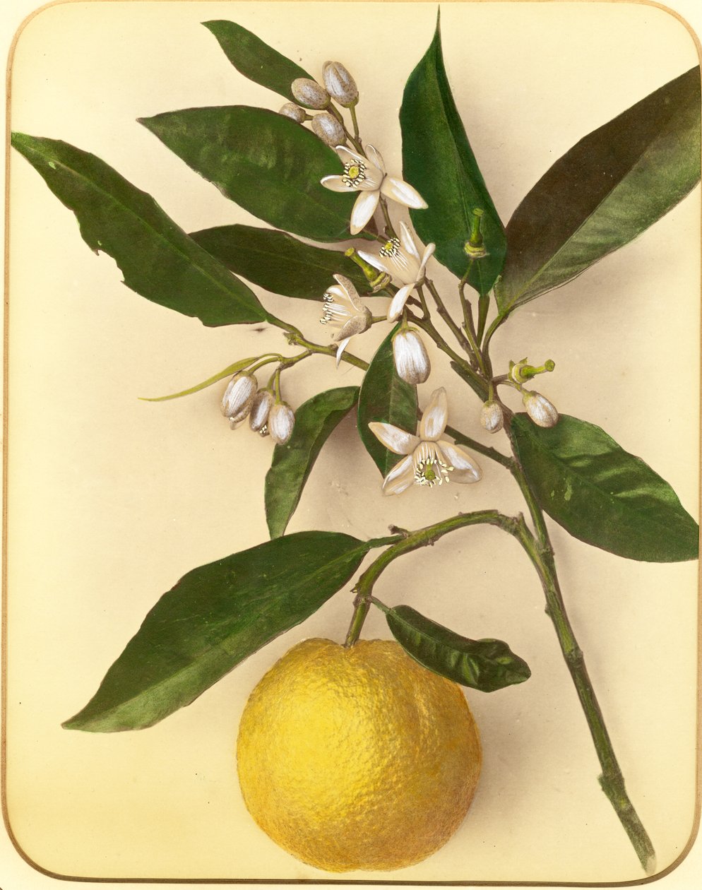 Sitron, 1870-tallet (albumintrykk) av Pietro Guidi