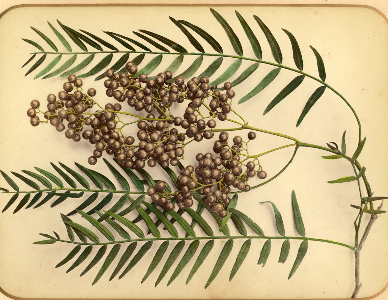 Lilla blomster, 1870-tallet (albumintrykk) av Pietro Guidi