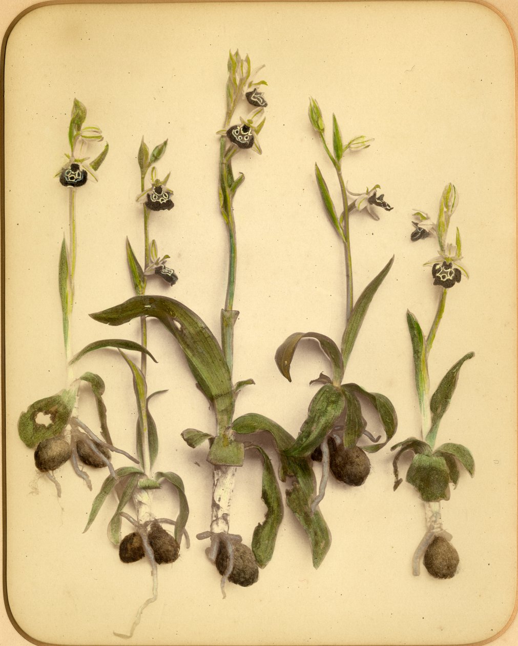 Wild Orchid, 1870-tallet (albumintrykk) av Pietro Guidi