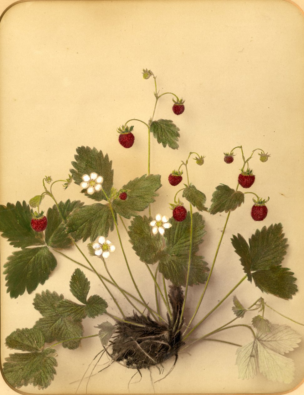 Ville jordbærblomster, 1870-tallet (albumintrykk) av Pietro Guidi
