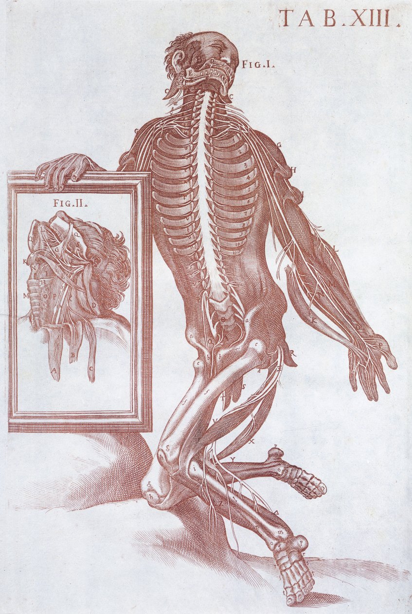 Anatomisk figur, fra 