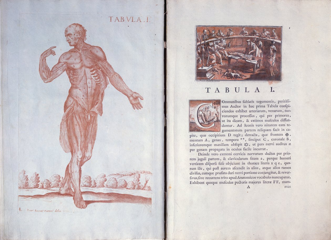 Plate 1 fra 